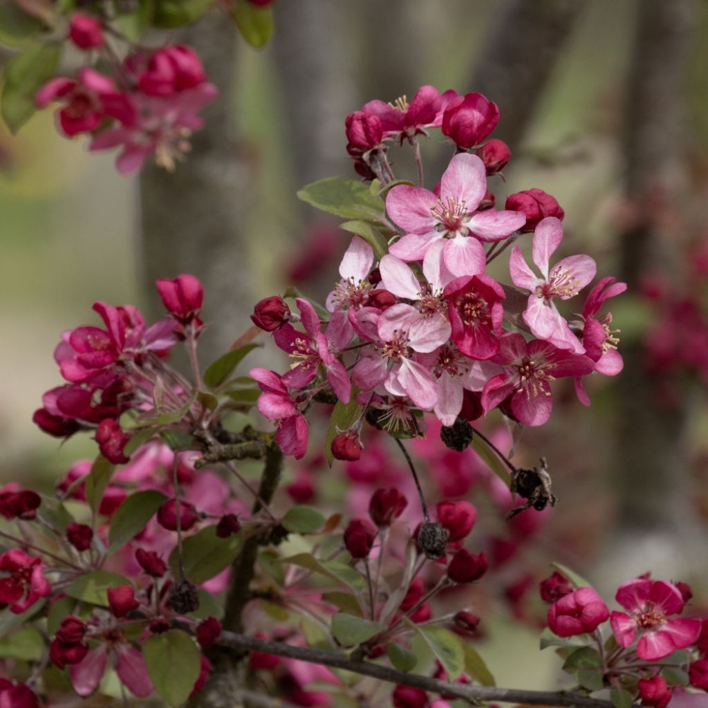 Malus Coccinella Courtarou - Crab Apple