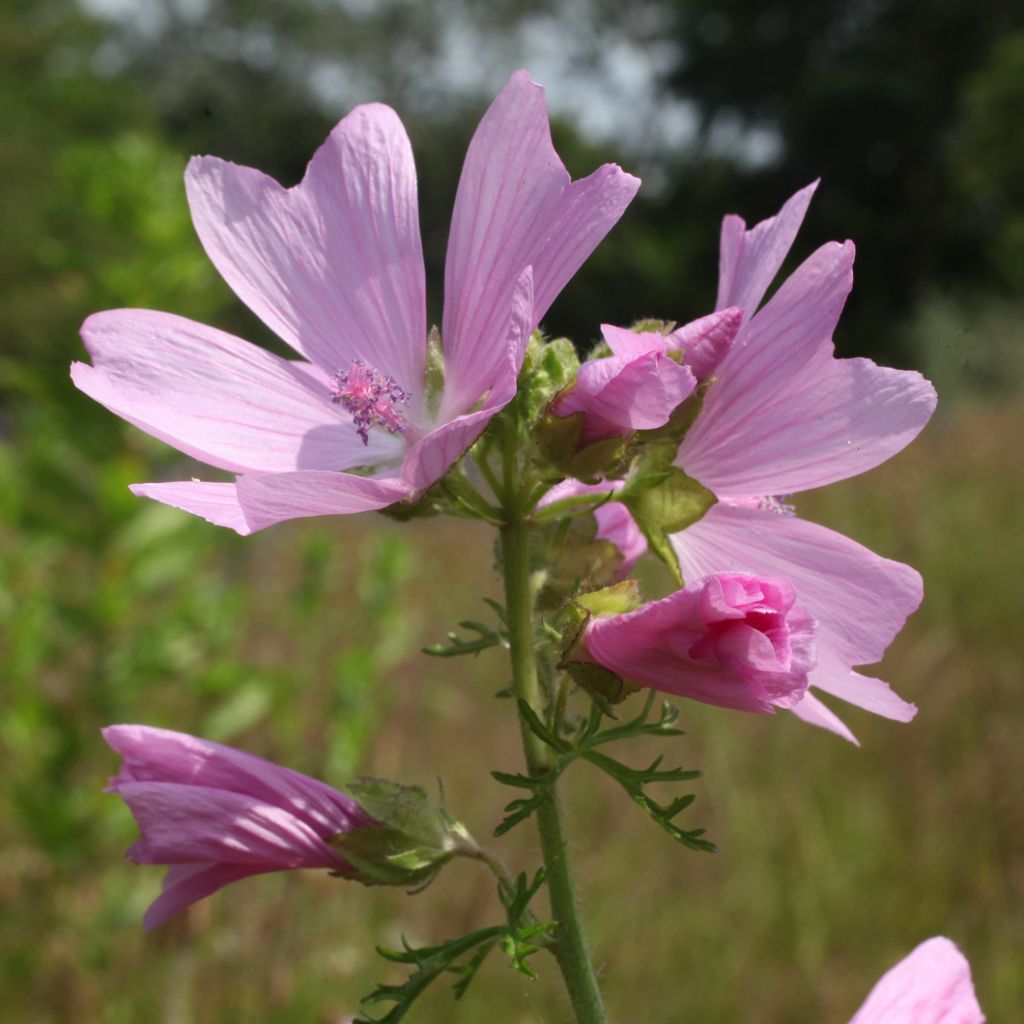 Malva moschata Rosea - Musk Mallow