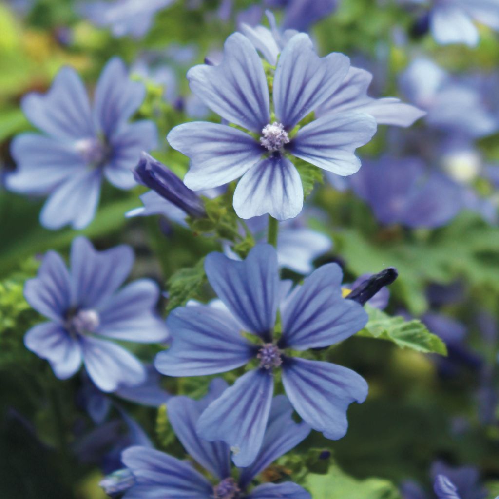 Malva sylvestris Primley Blue - Mallow