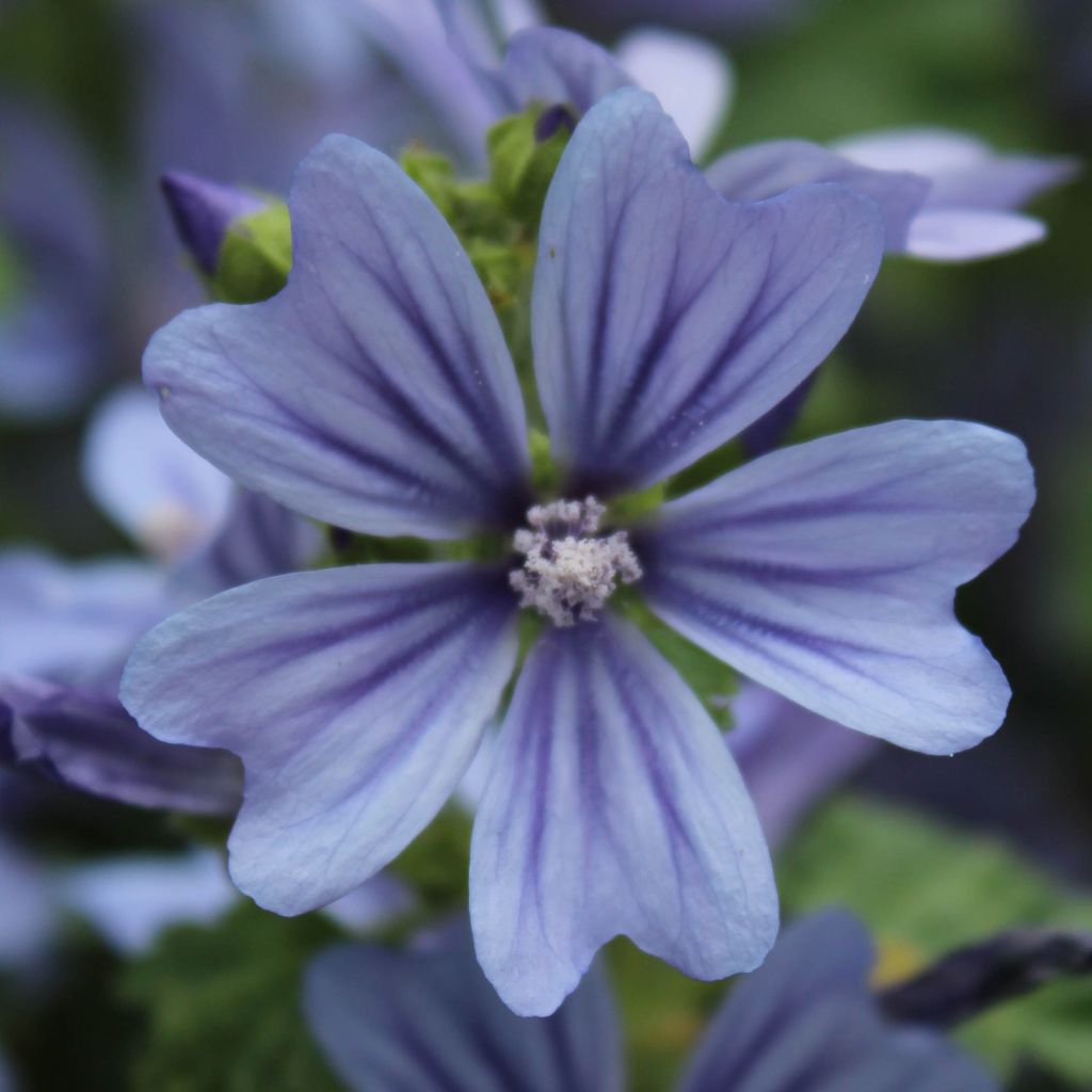Malva sylvestris Primley Blue - Mallow