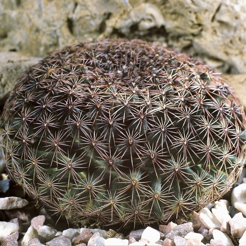 Mammillaria heyderi - Cactus