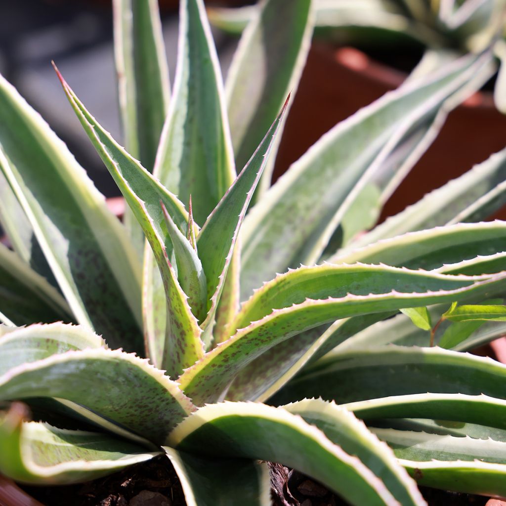 ×Mangave  ‘Navajo Princess’ - Agave Navajo Princess