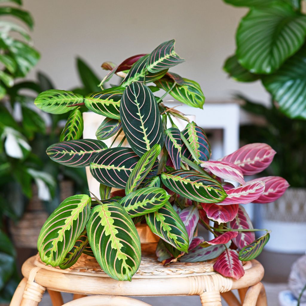 Maranta leuconeura Fascinator - Prayer plant