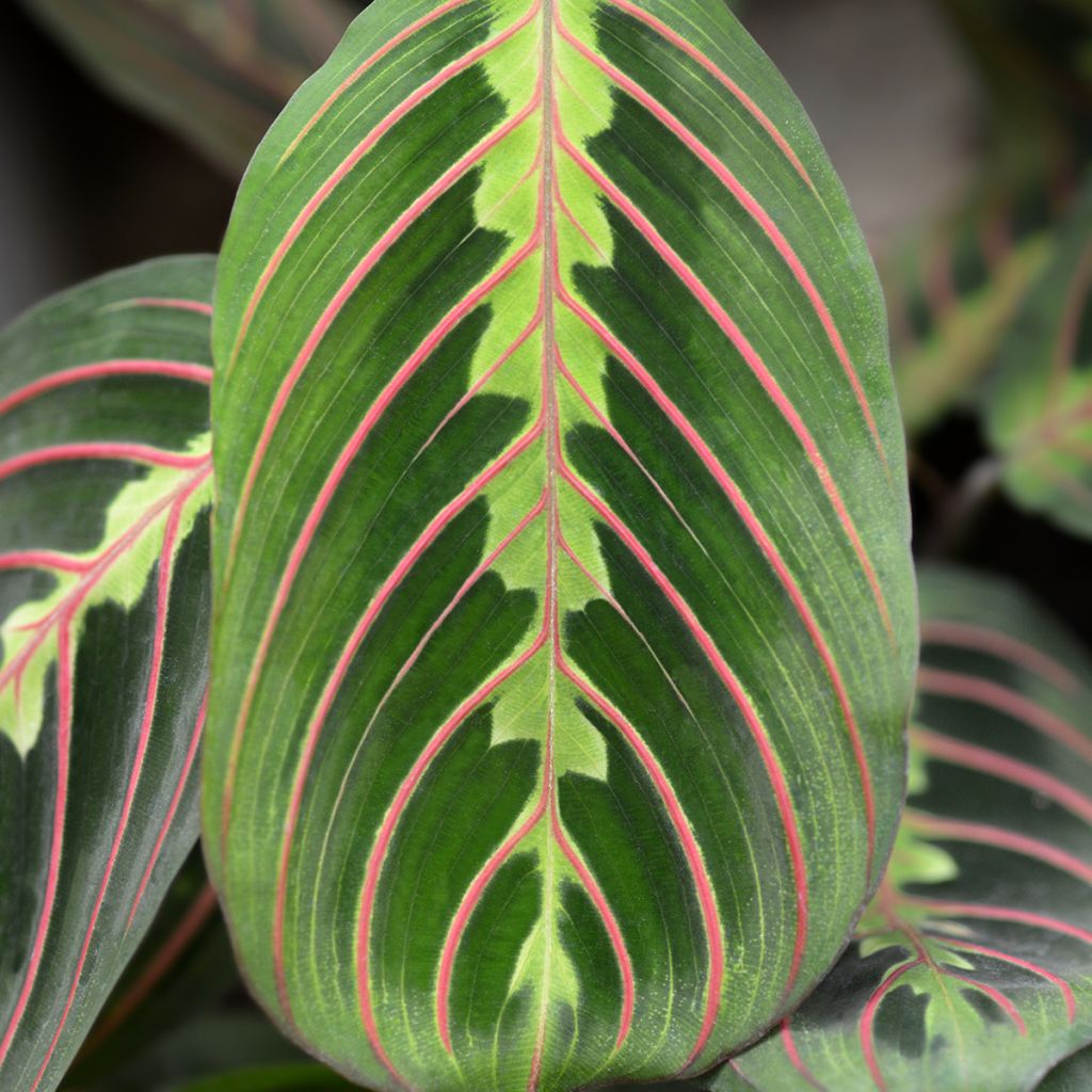 Maranta leuconeura Fascinator - Prayer plant
