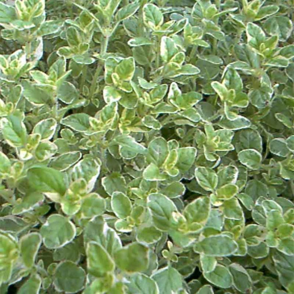 Origanum vulgare Country cream - Oregano