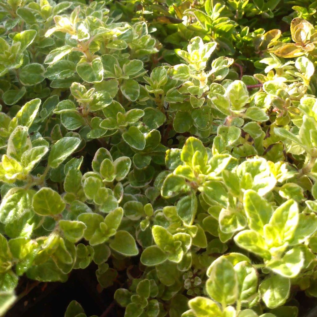 Origanum vulgare Country cream - Oregano
