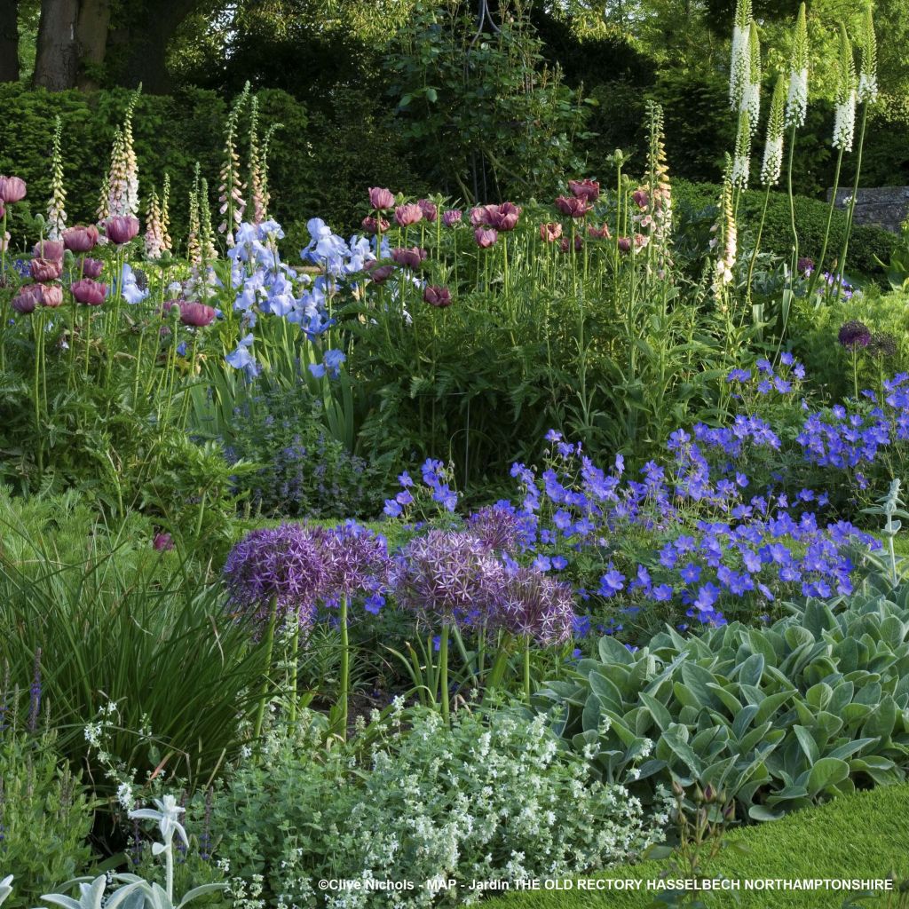 Large mixed-border for 3m²