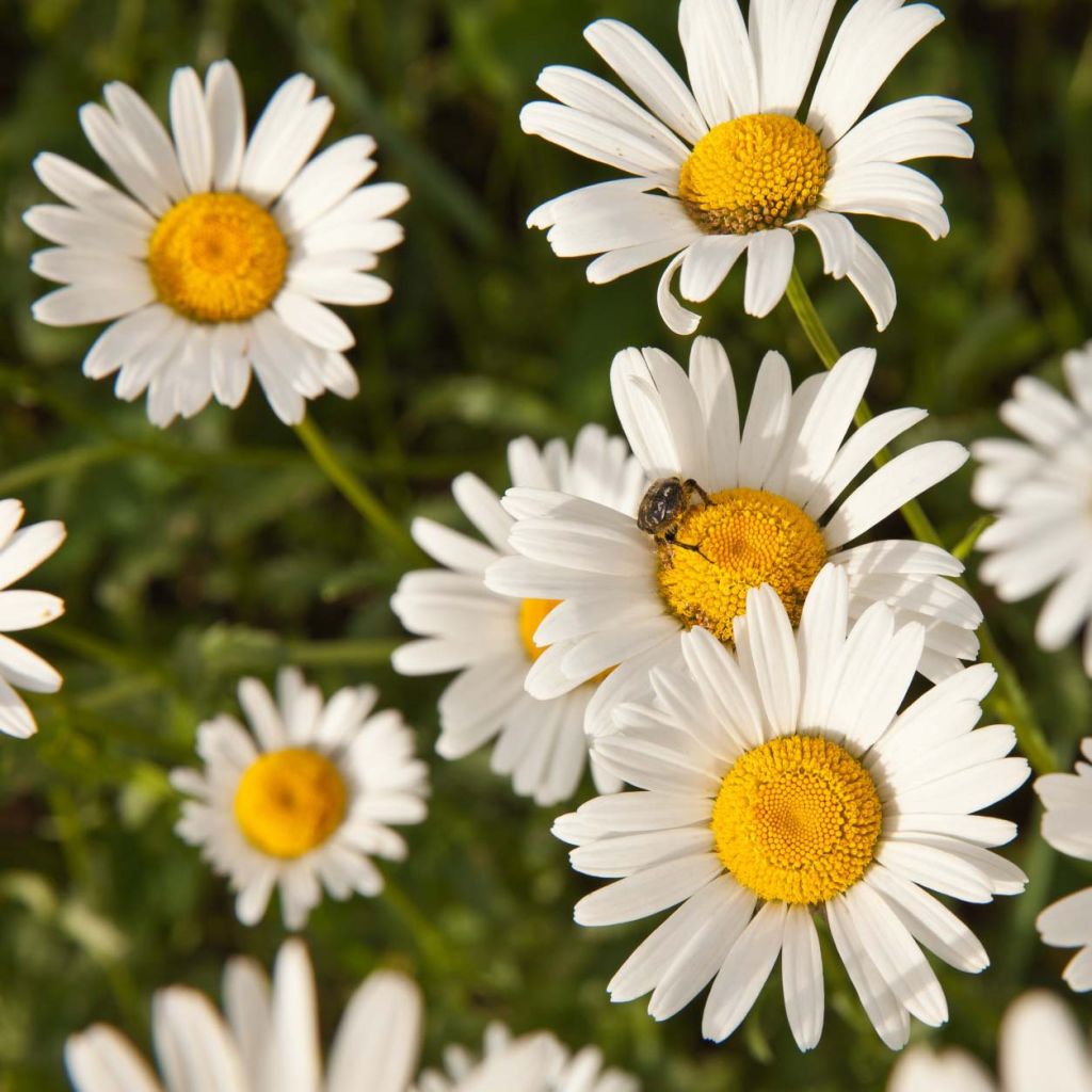 Anthemis nobilis