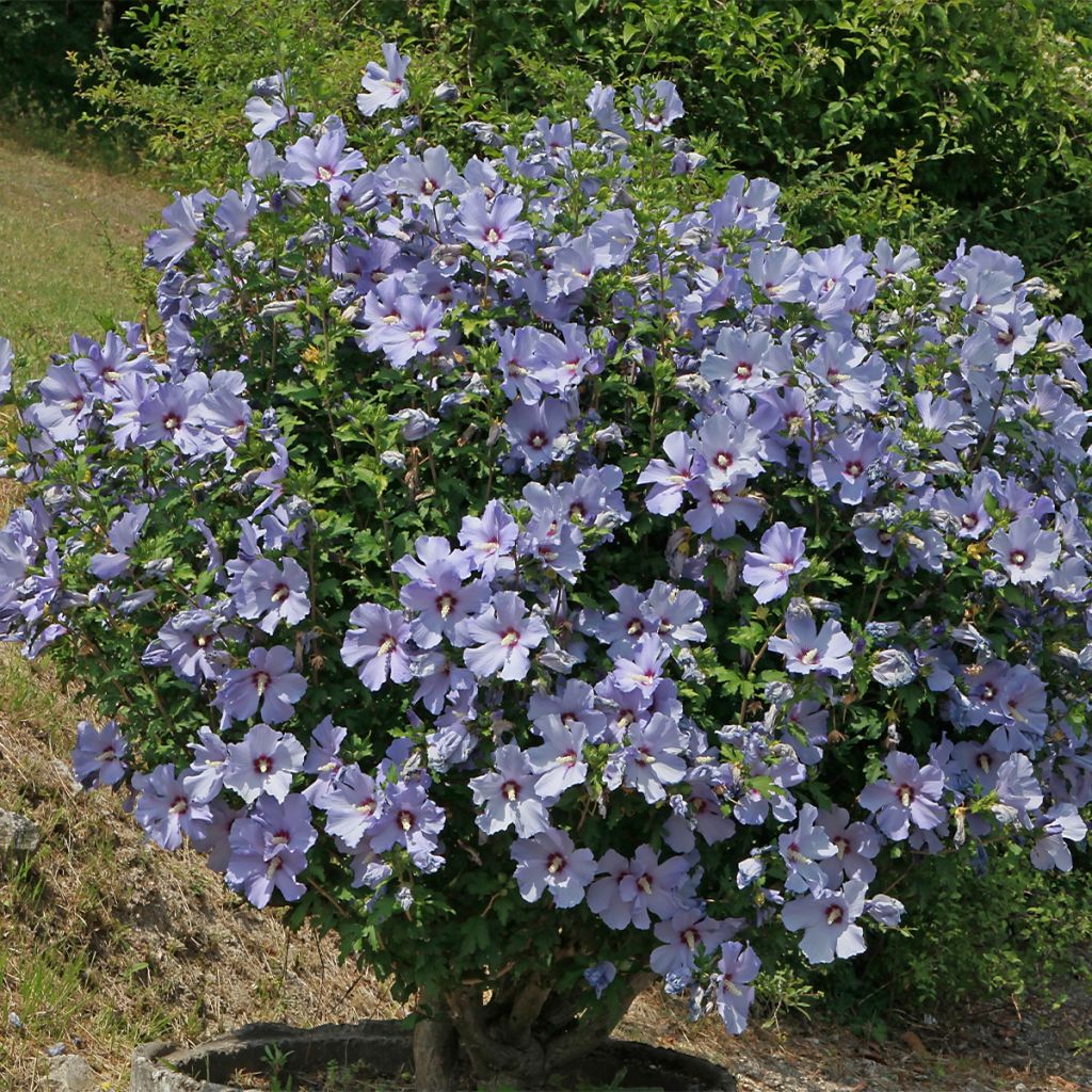 Hibiscus syriacus AZURRI - Rose of Sharon