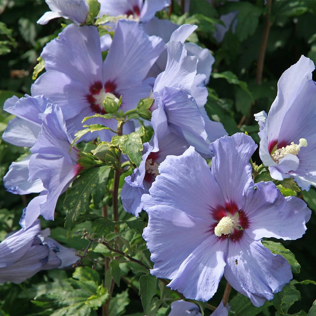 Hibiscus syriacus AZURRI - Rose of Sharon