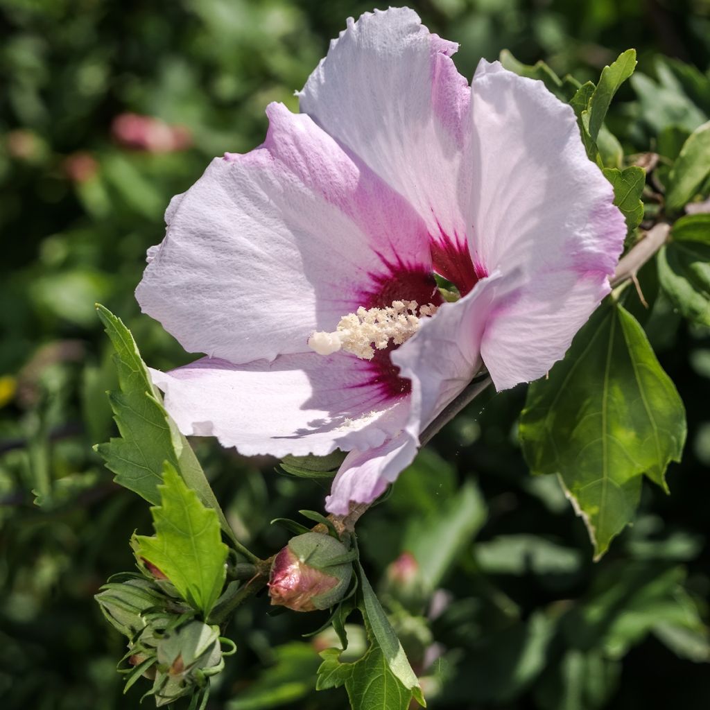 Hibiscus syriacus ROSSO - Rose of Sharon