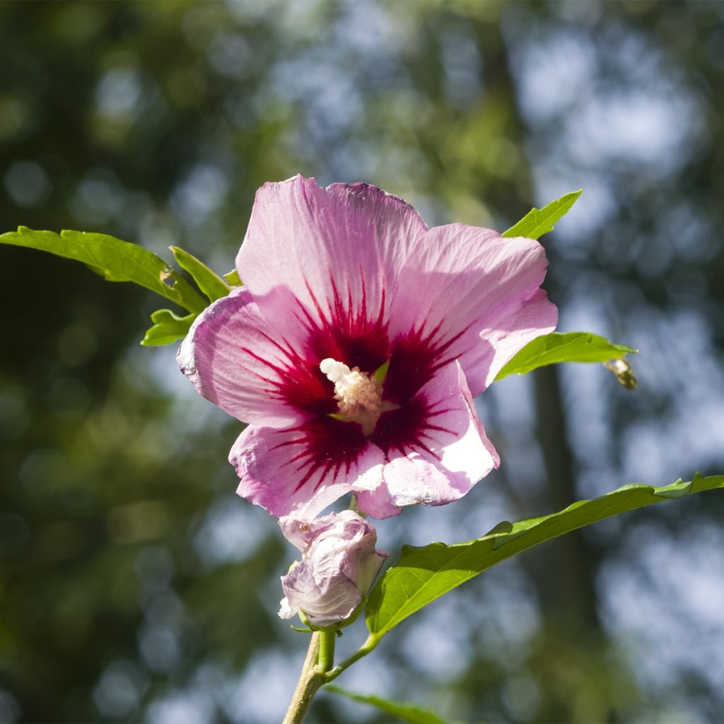 Hibiscus syriacus ROSSO - Rose of Sharon