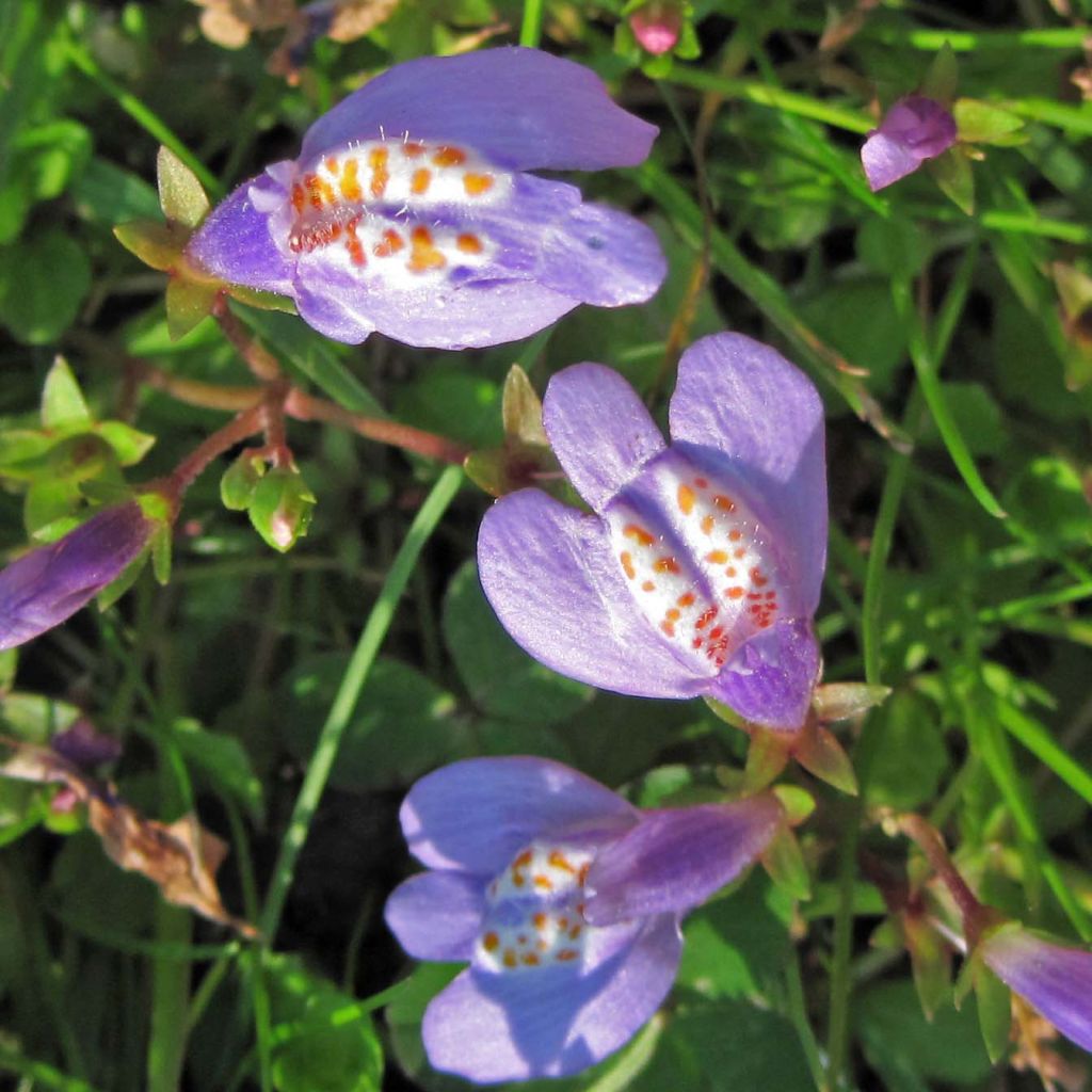 Mazus reptans