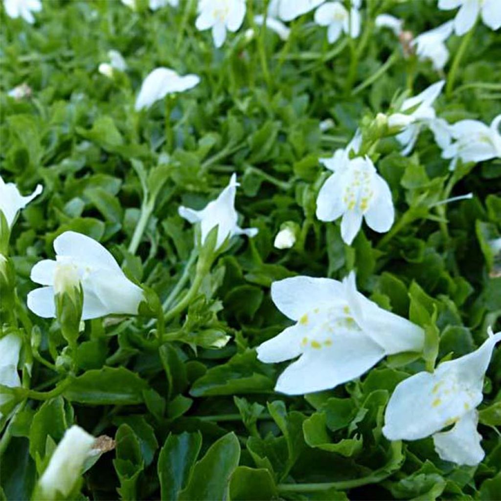 Mazus reptans Albus