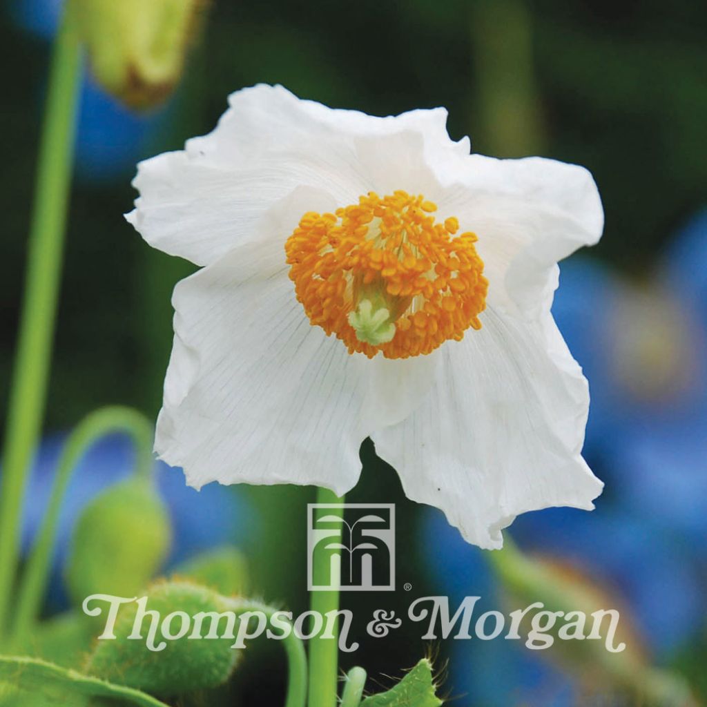 Meconopsis baileyi Alba - Blue Poppy