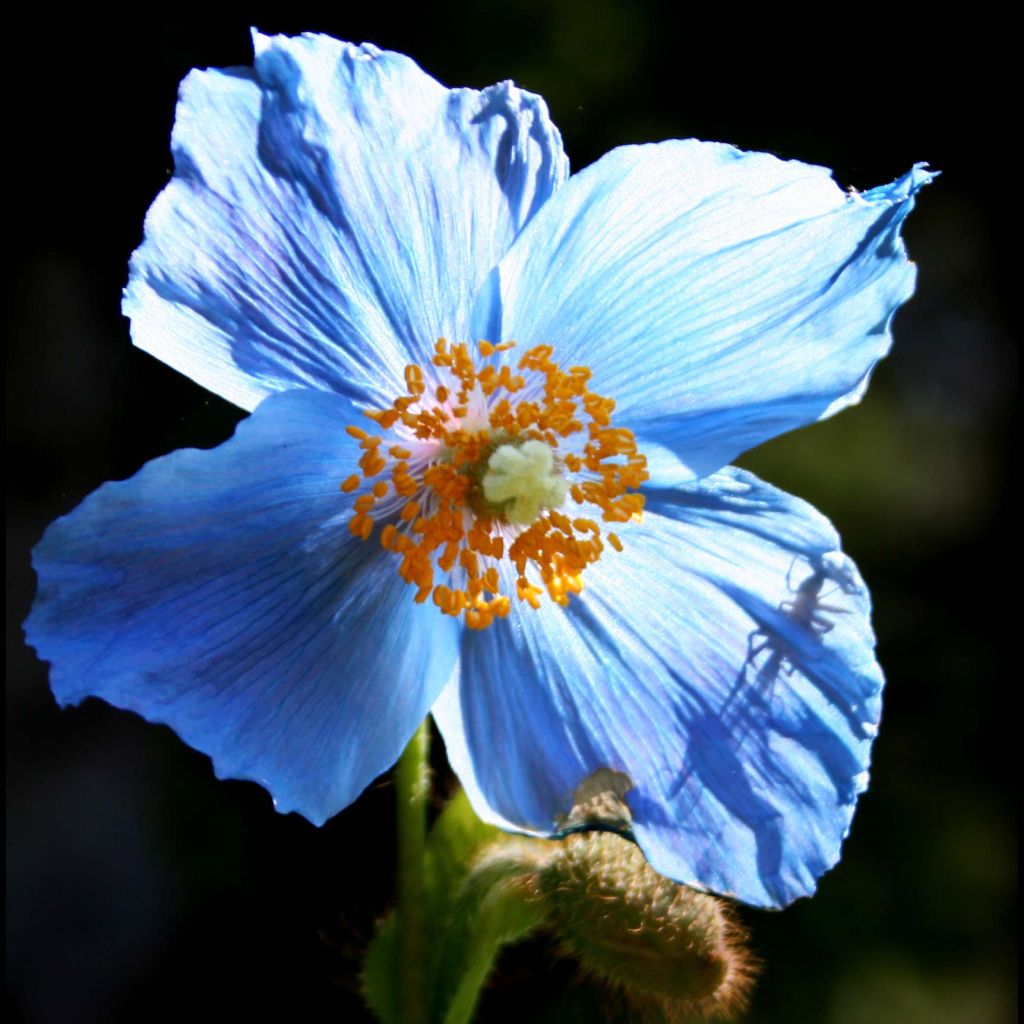 Meconopsis betonicifolia - Blue Poppy