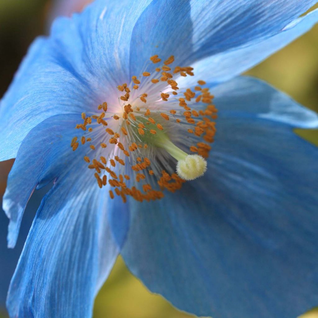 Meconopsis betonicifolia - Blue Poppy