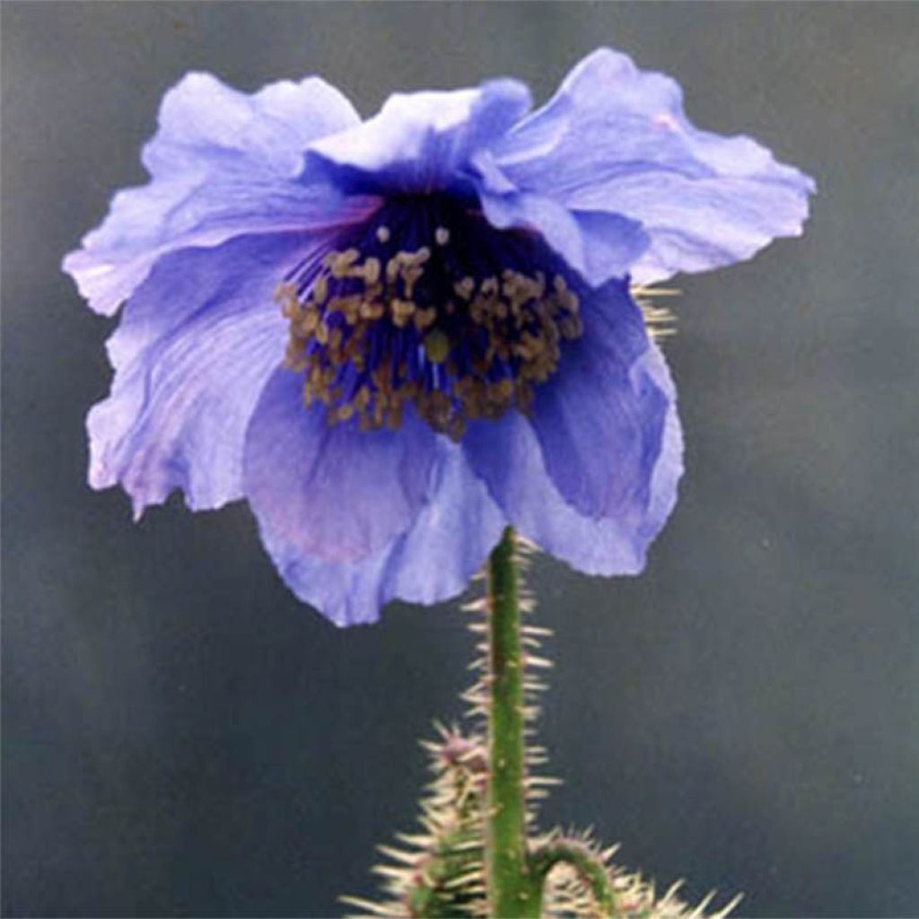 Meconopsis horridula