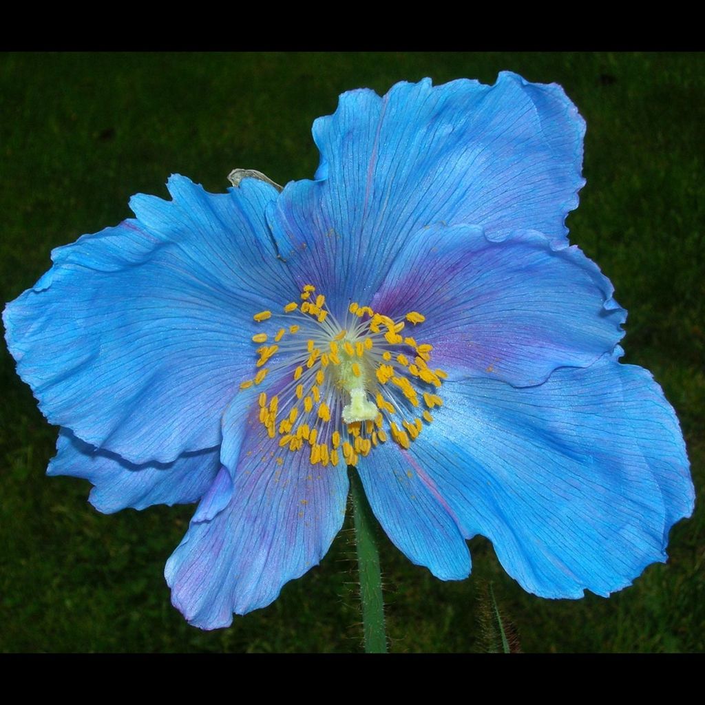 Meconopsis x sheldonii Lingholm - Blue Poppy