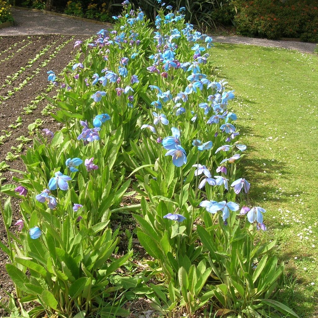 Meconopsis x sheldonii Lingholm - Blue Poppy