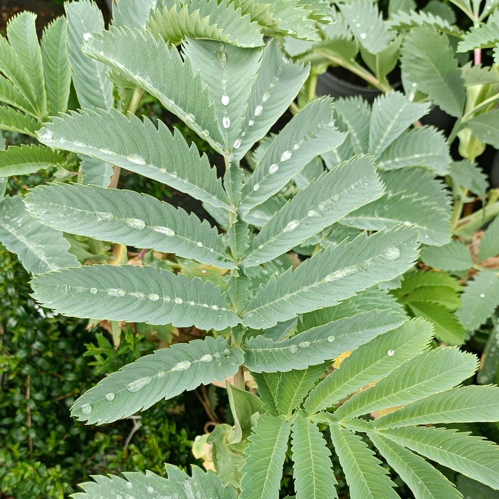 Melianthus major