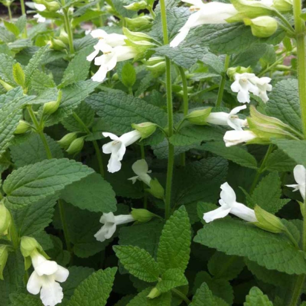 Melittis melissophyllum Alba