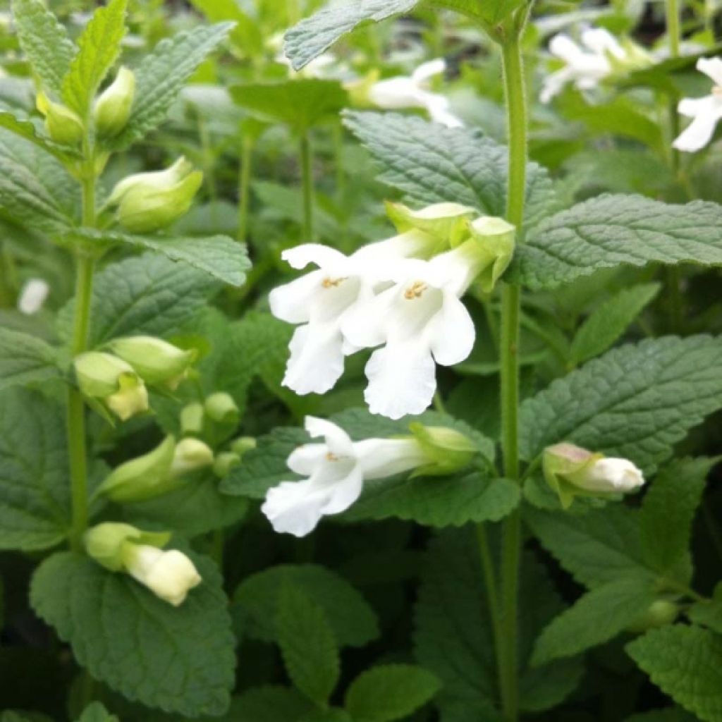 Melittis melissophyllum Alba