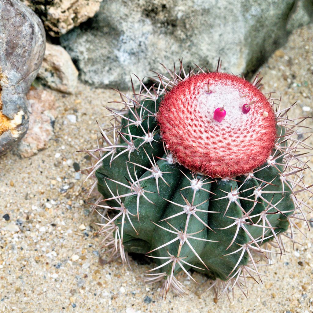 Melocactus azureus - Blue melon cactus