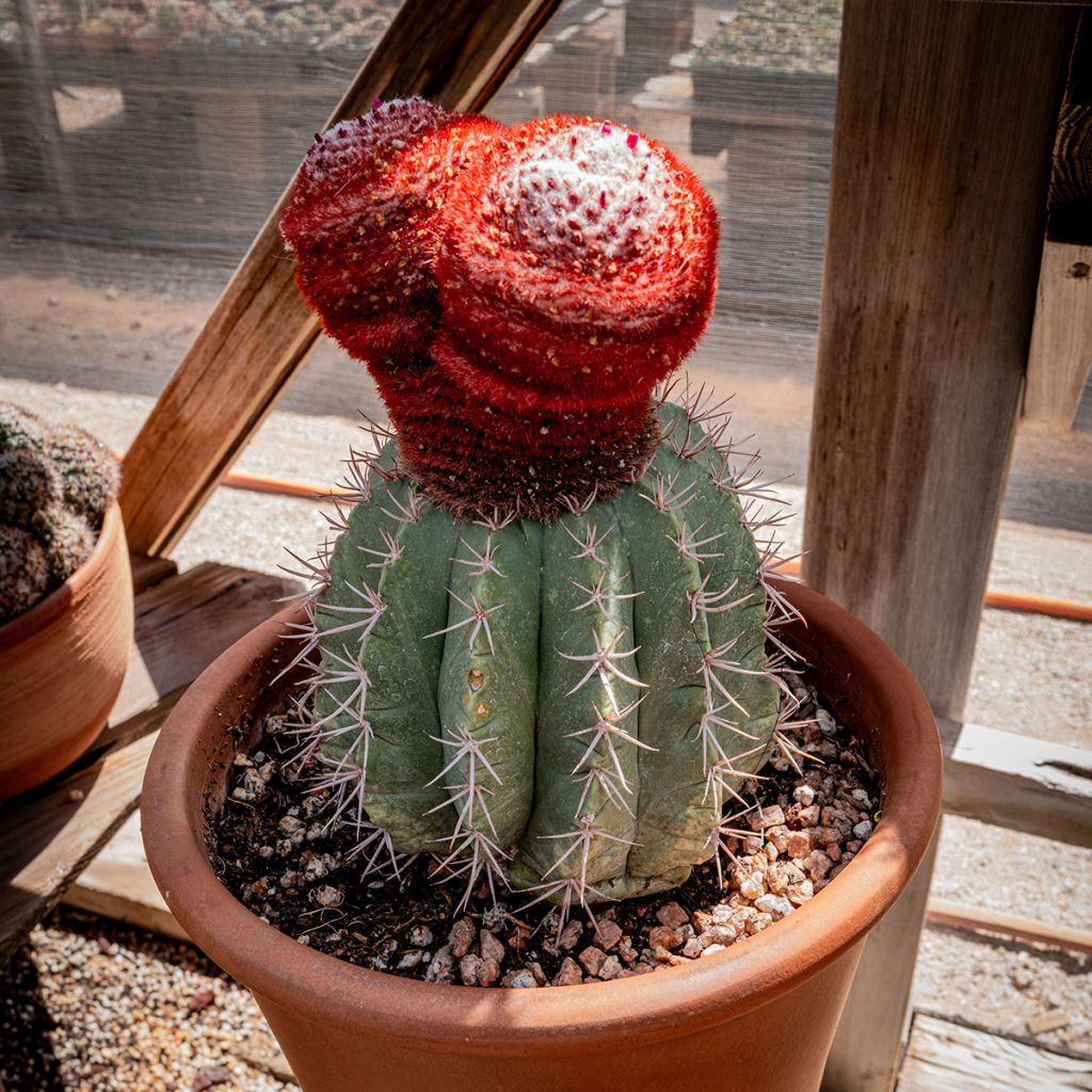 Melocactus azureus - Blue melon cactus