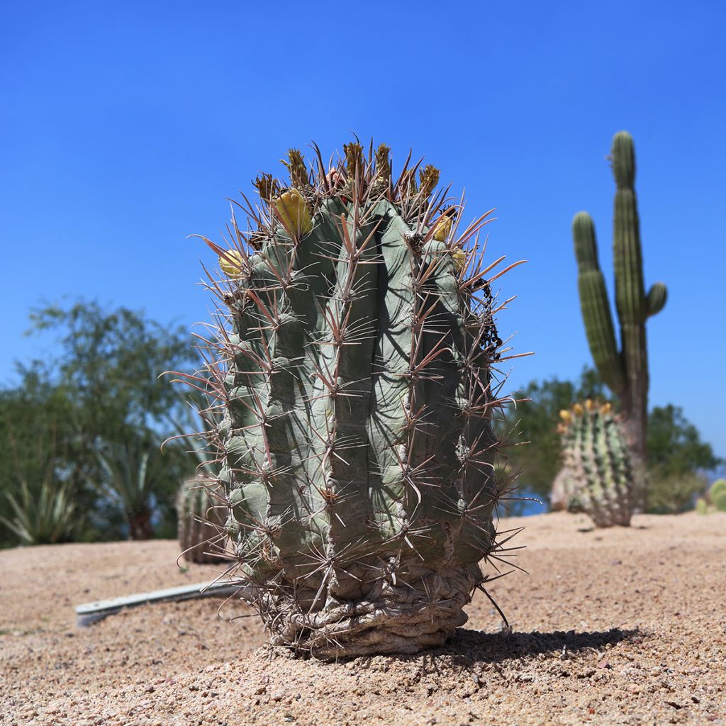 Melocactus azureus - Blue melon cactus
