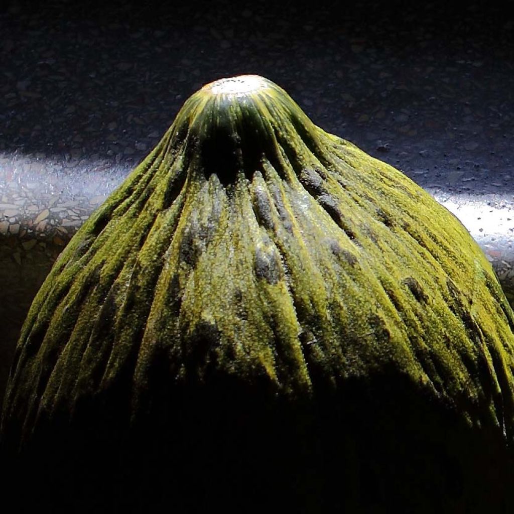 Cucumis melo Cavaillon