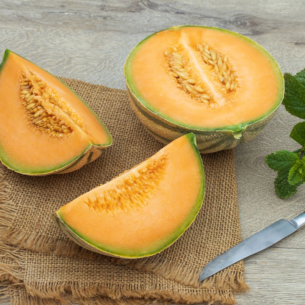 Cucumis melo 