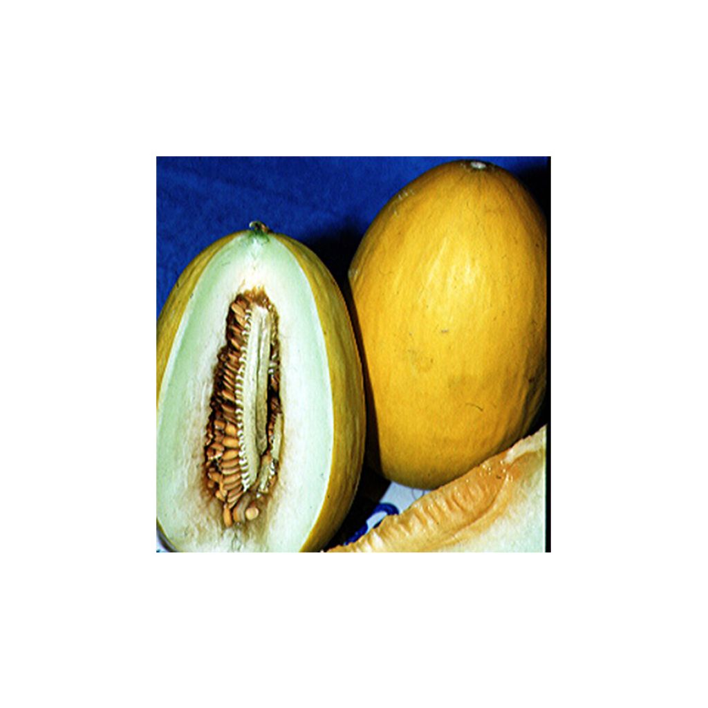 Organic Melon Canary 2 - Cucumis melo