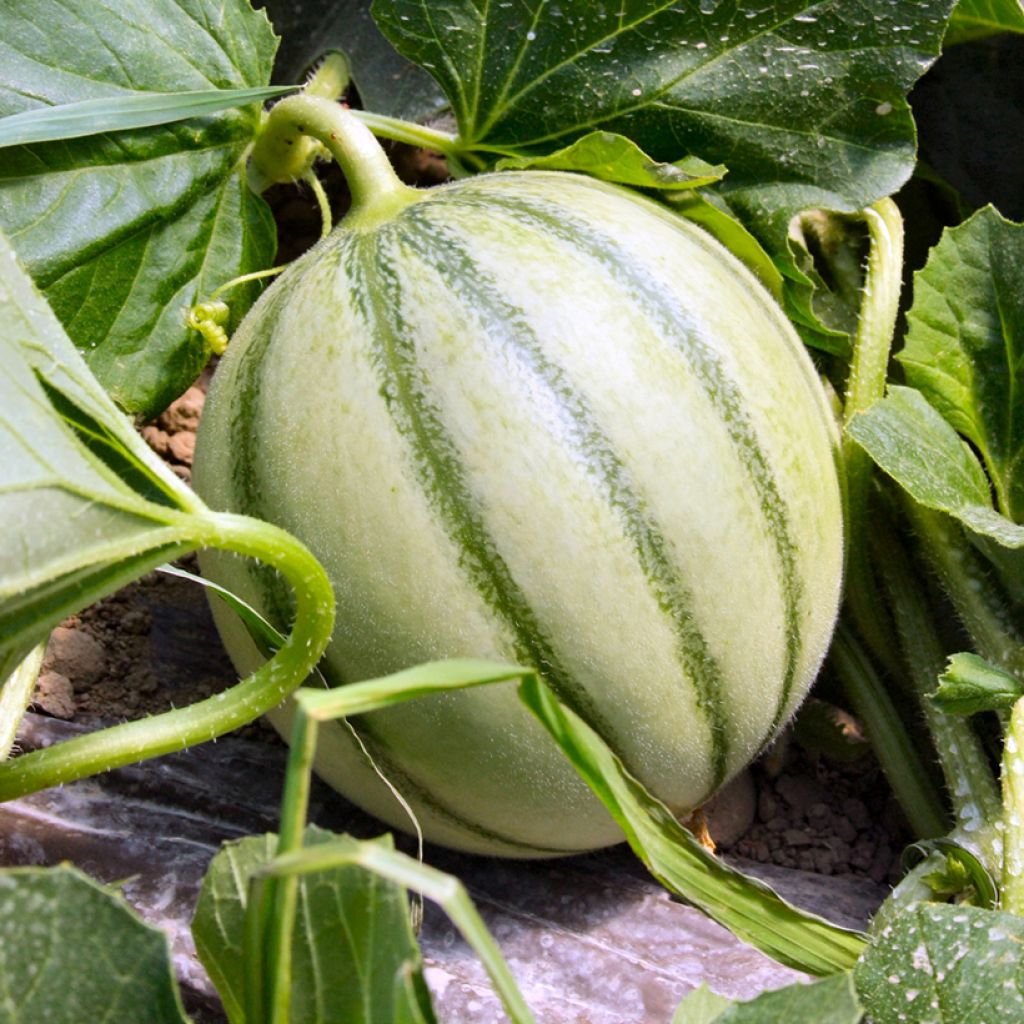 Charentais Melon Savor F1 - Vilmorin Seeds