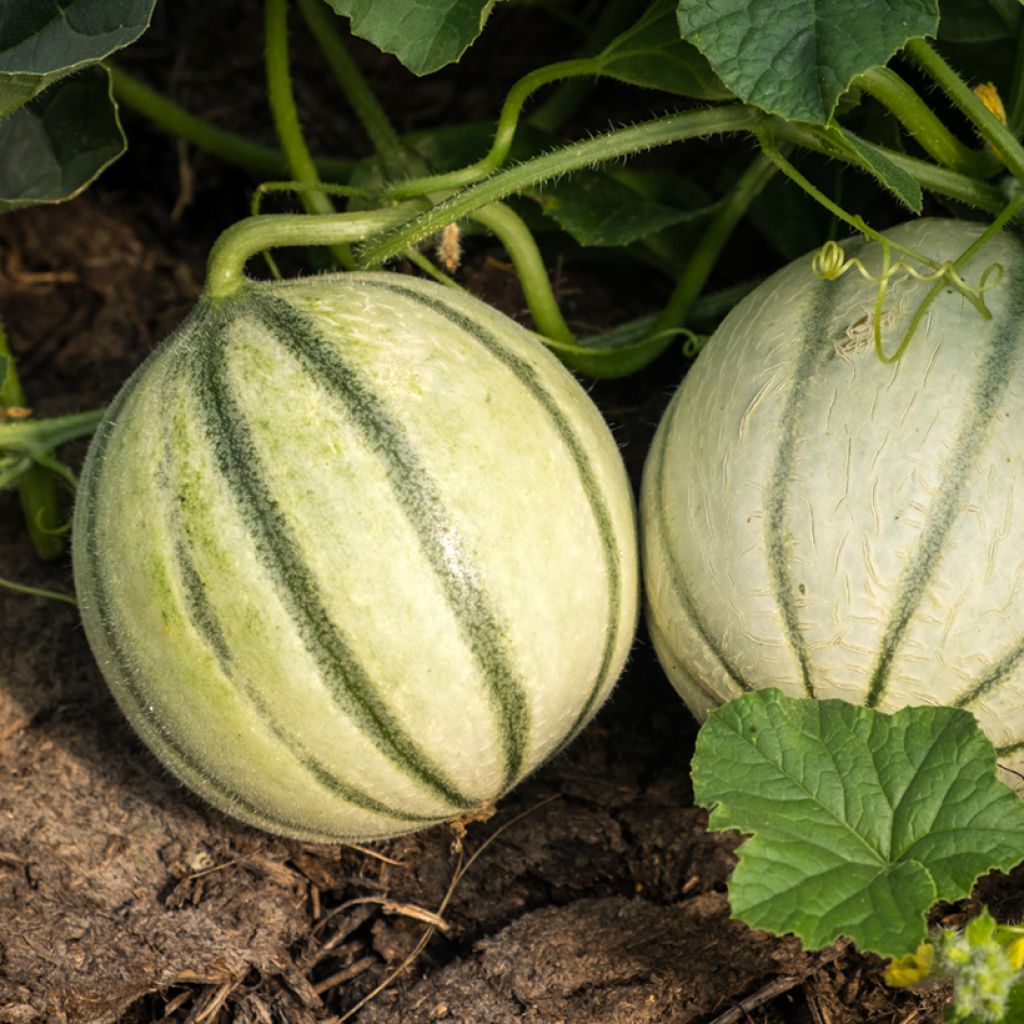 Charentais Melon Savor F1 - Vilmorin Seeds