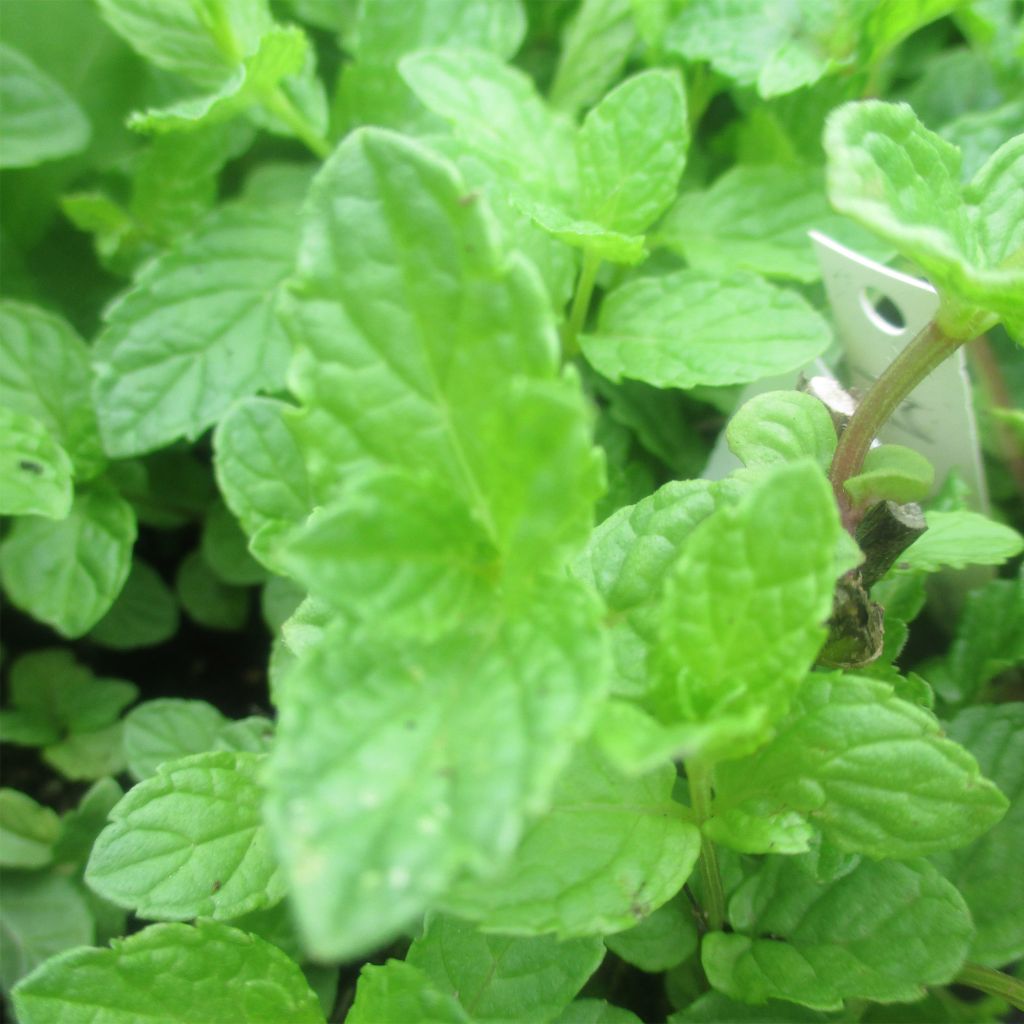 Mentha haplocalyx - Mint