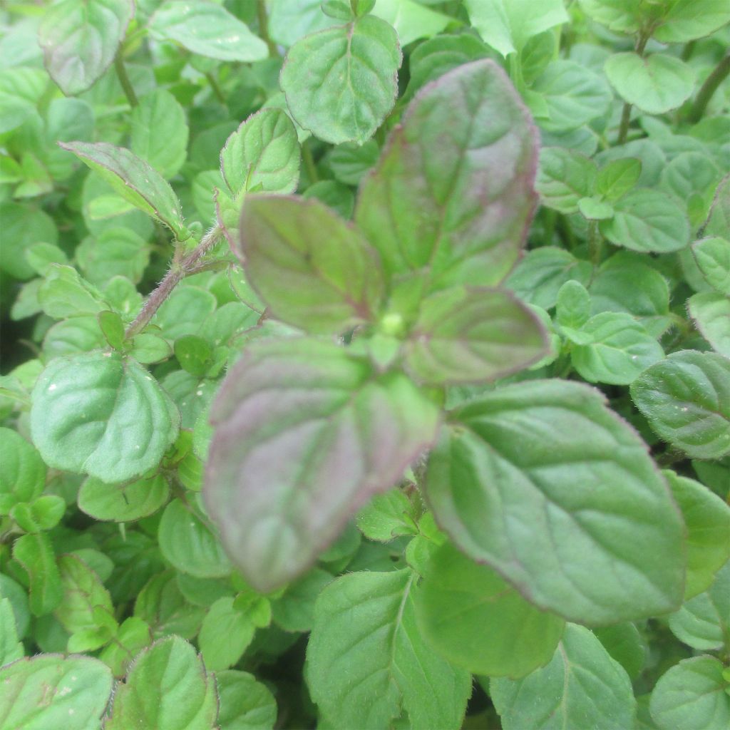 Water Mint - Mentha aquatica