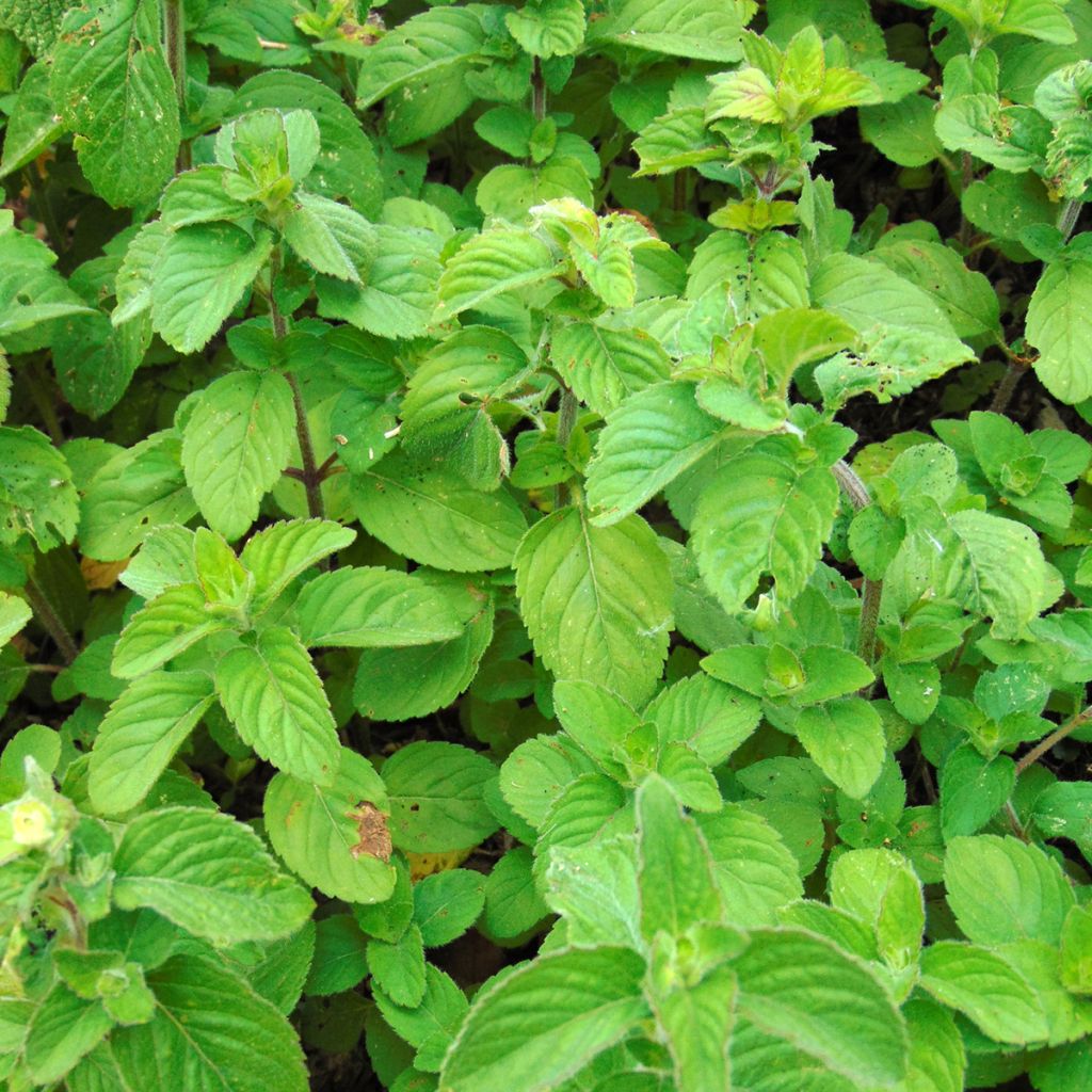 Water Mint - Mentha aquatica