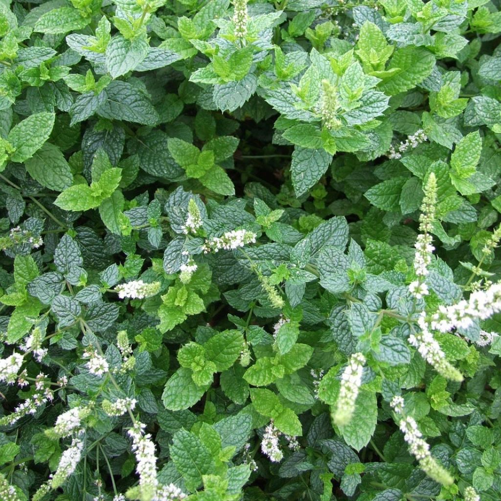 Mentha hemingwayensis Mojito