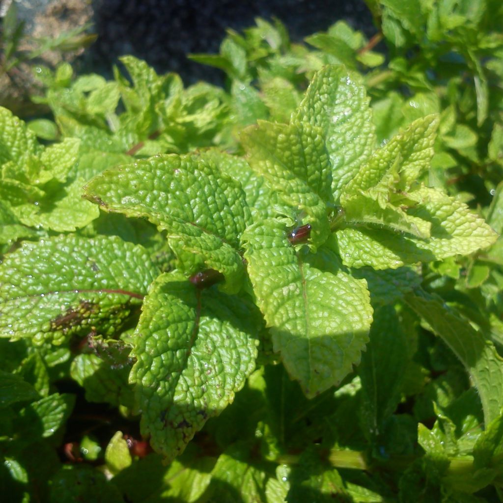 Moroccan Mint - Mentha spicata Nannah