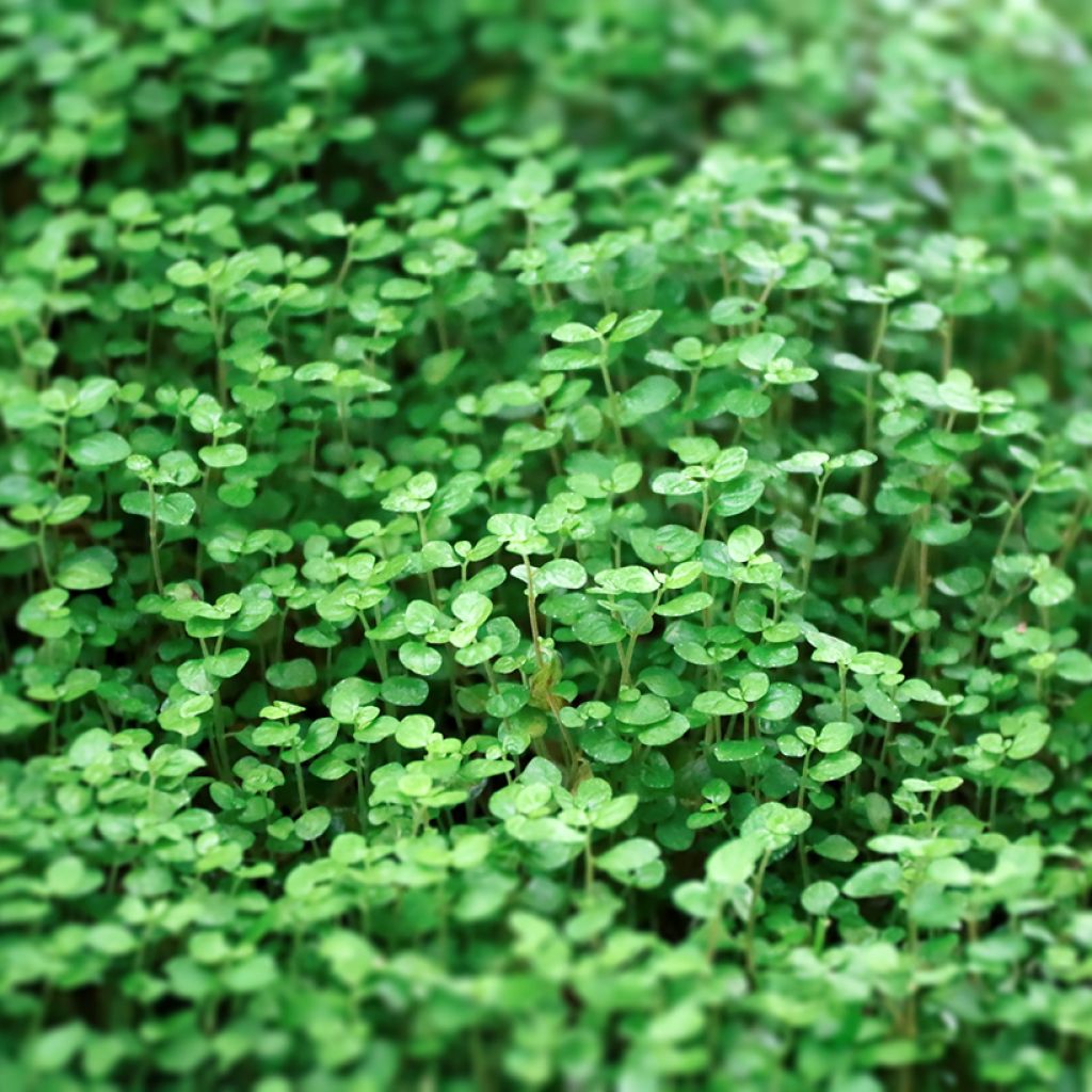 Mentha requienii - Mint
