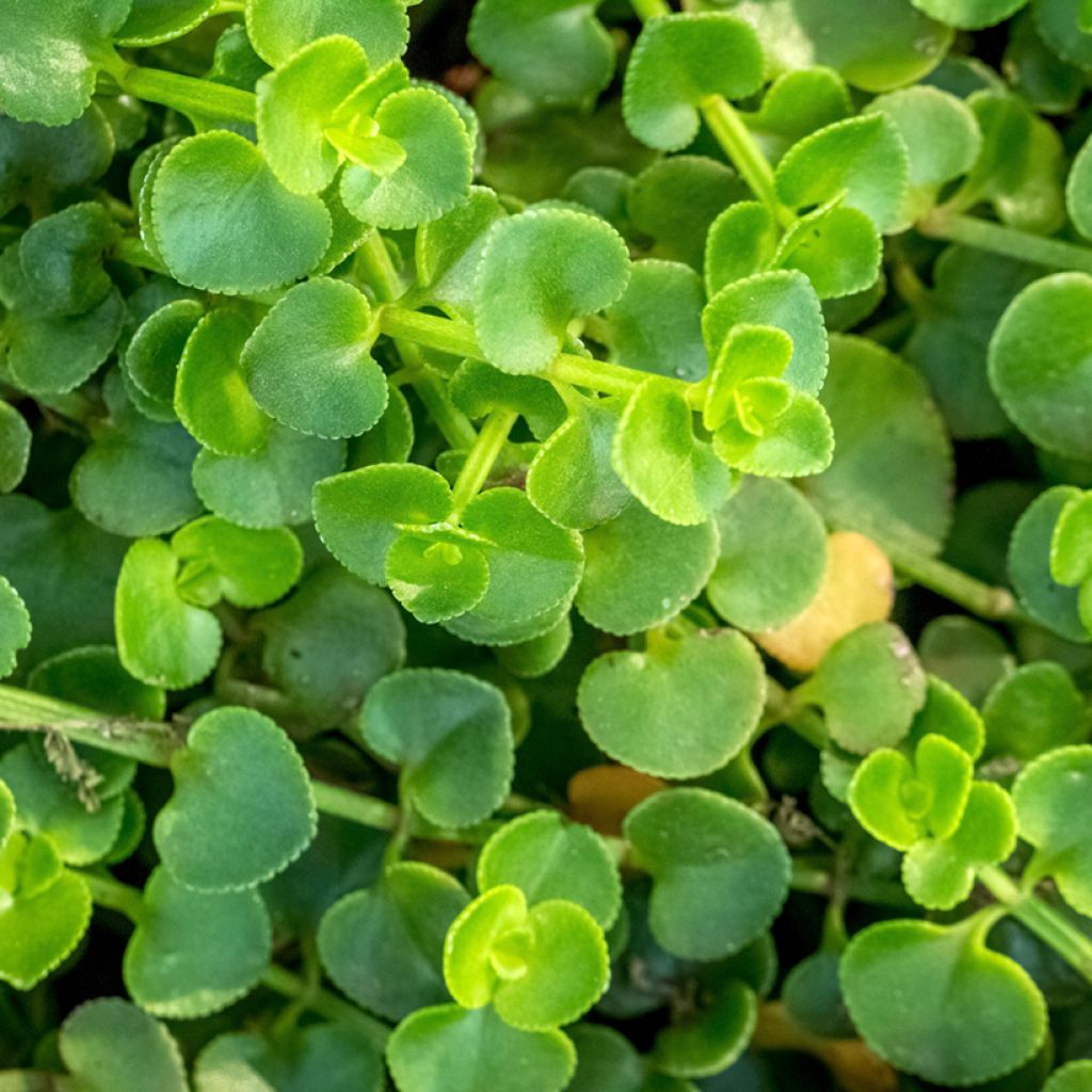 Mentha requienii - Mint