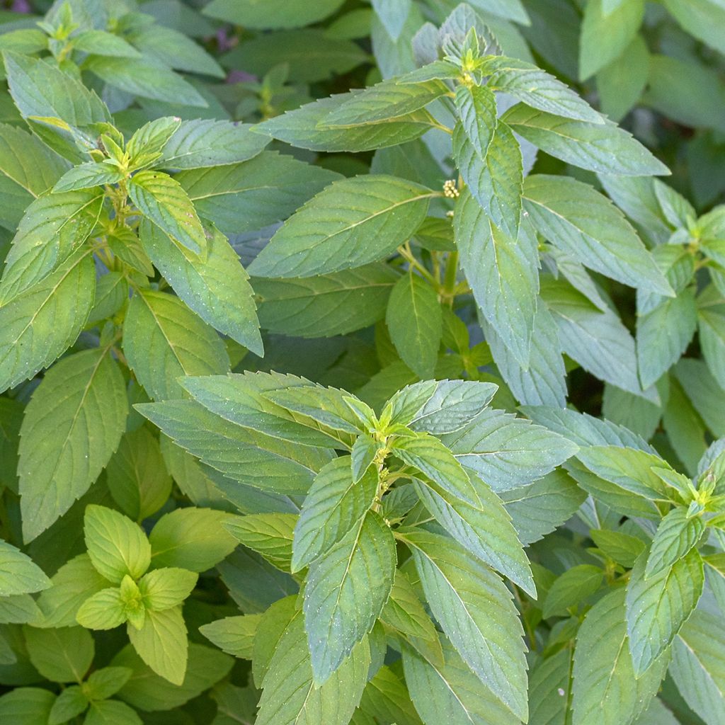 Mentha arvensis Thai - Thai mint