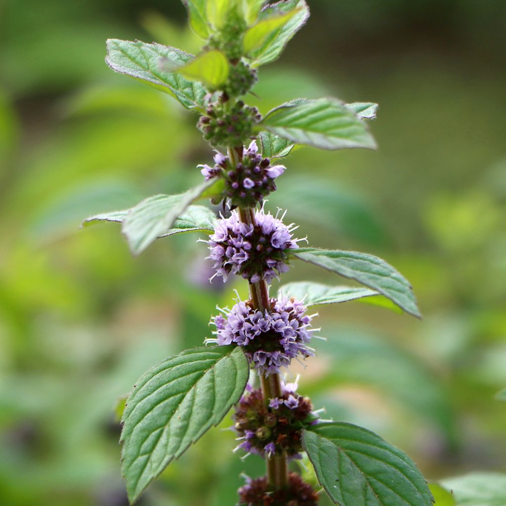 Mentha arvensis Thai - Thai mint