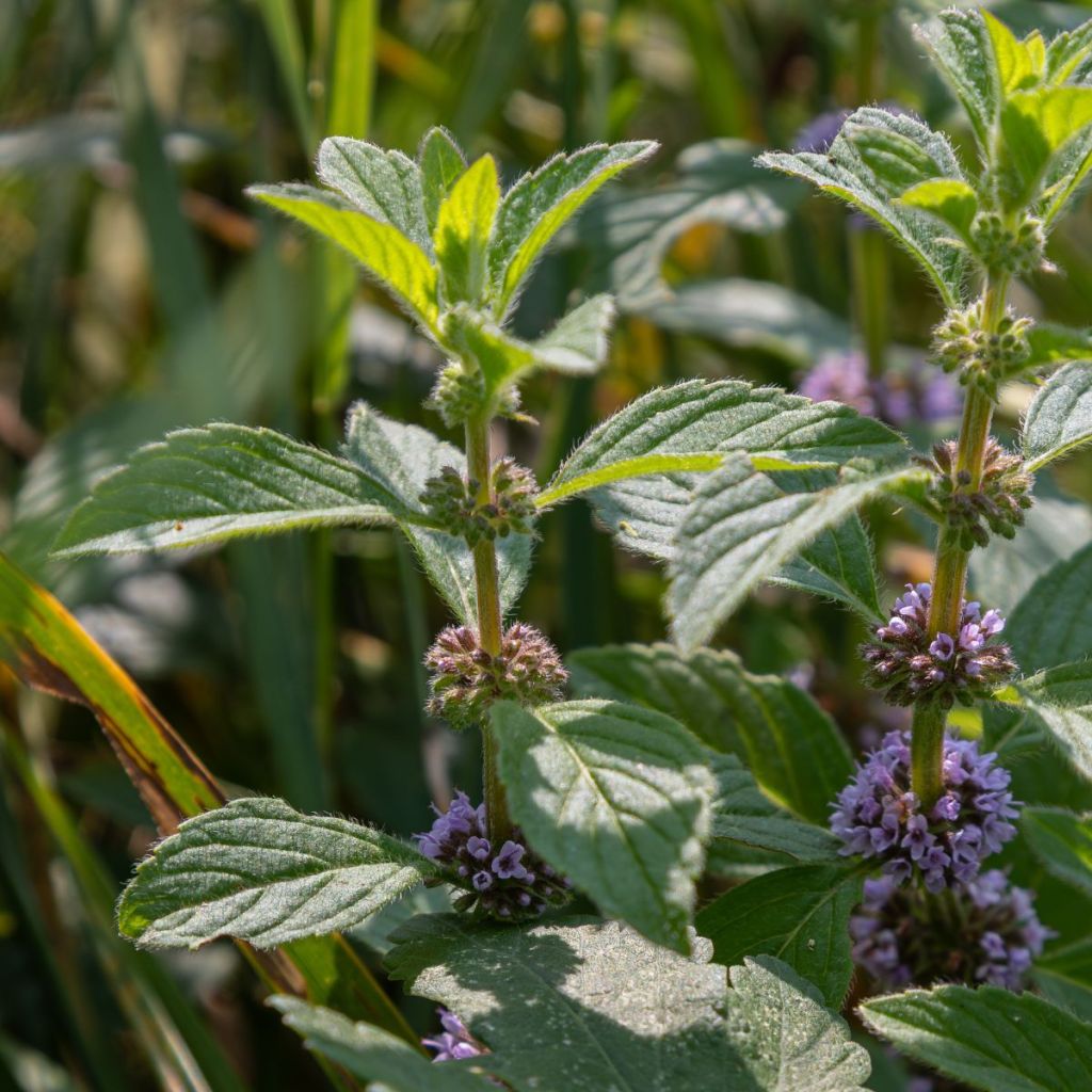 Mentha arvensis Thai - Thai mint
