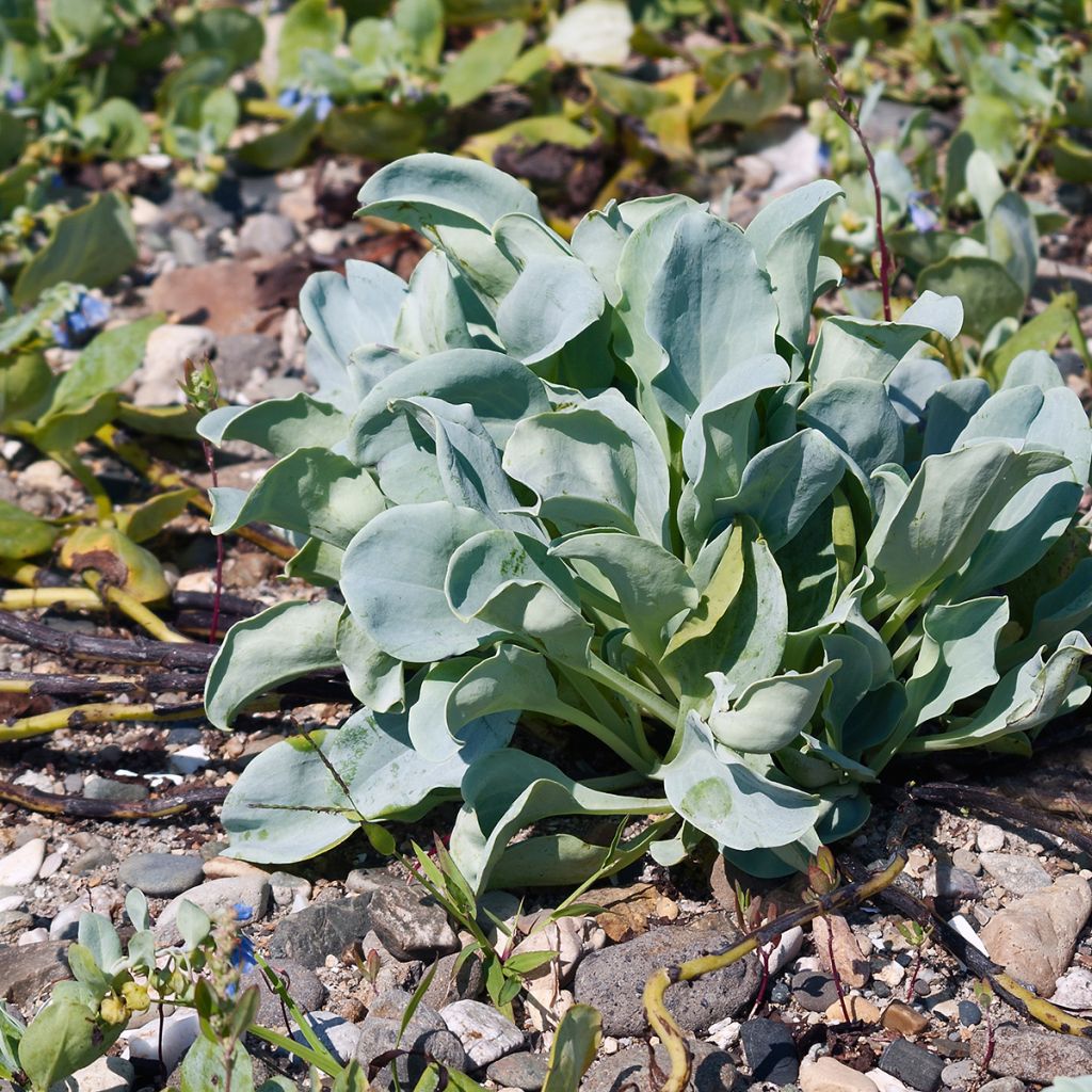 Mertensia maritima