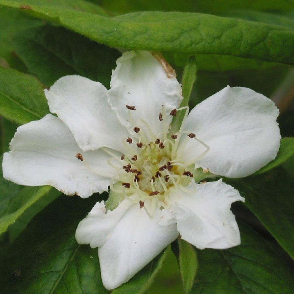 Mespilus germanica - Common Medlar