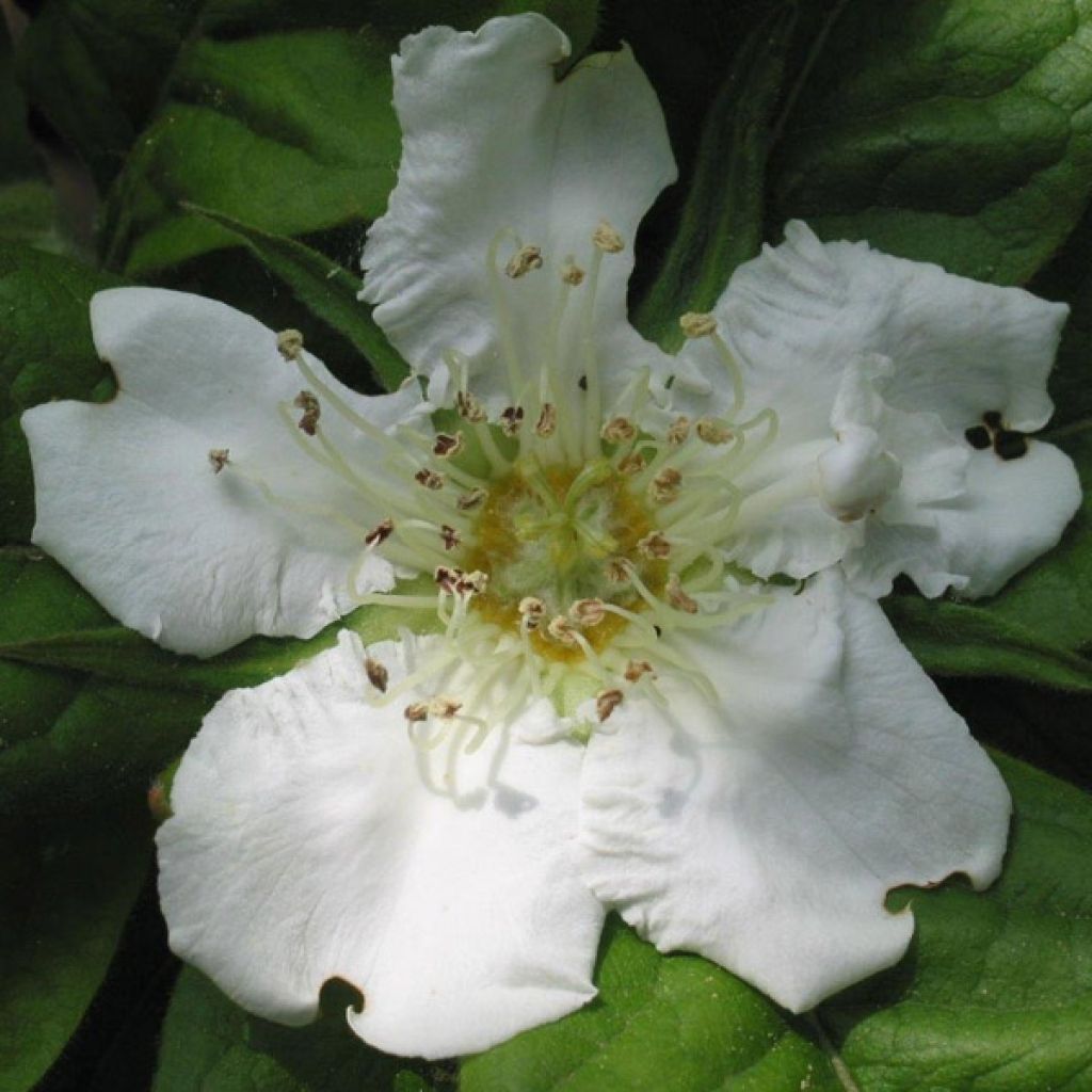 Mespilus germanica - Common Medlar