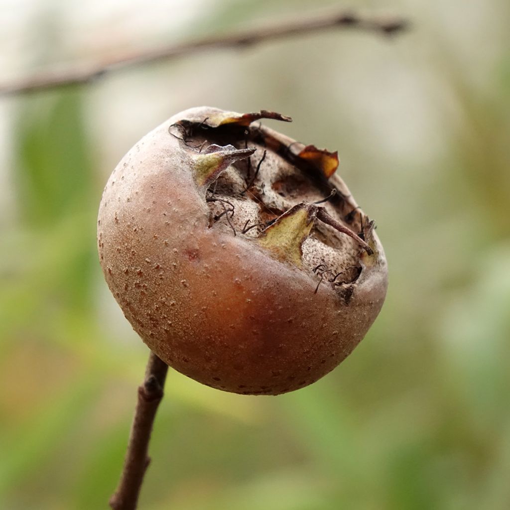 Mespilus germanica Westerveld - Common Medlar