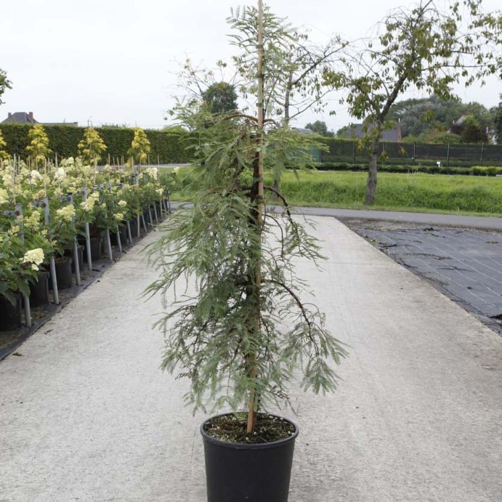 Metasequoia glyptostroboides Miss Grace - Dawn Redwood